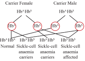 Cross between sickle cell anaemia carriers