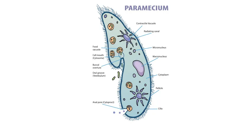 Paramecium Diagram