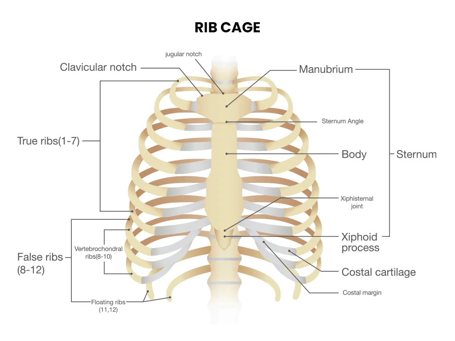 ribs