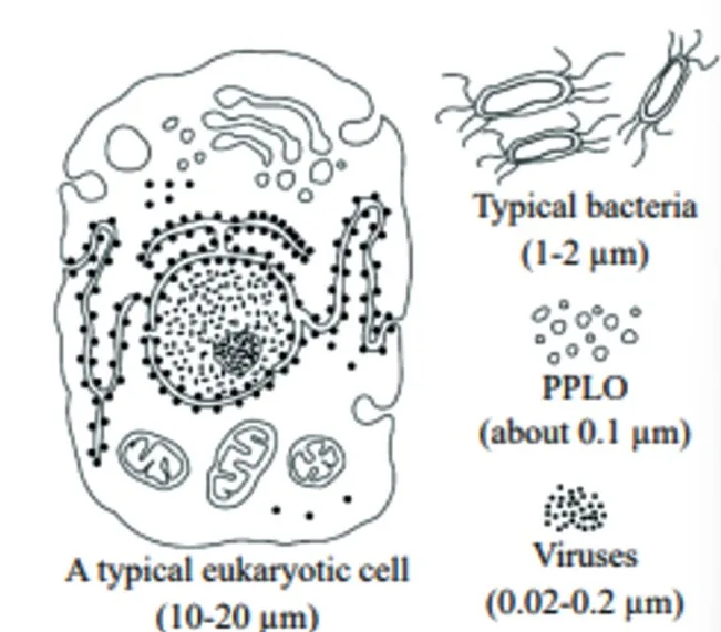 Prokaryotic Cell