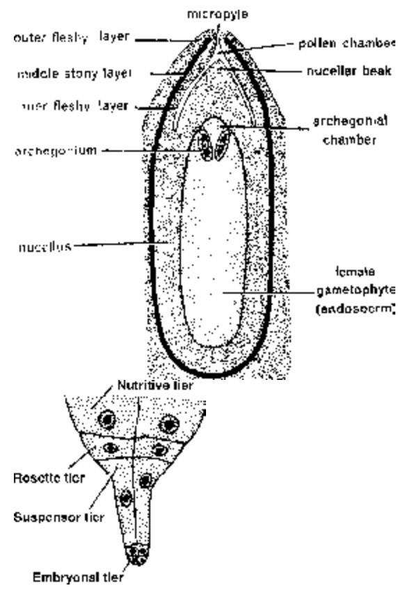 Gymnosperms