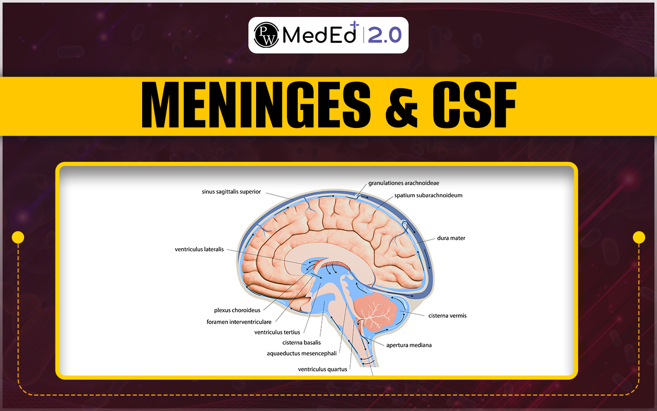 Meninges and CSF, Structures That Protect The Brain From Damage