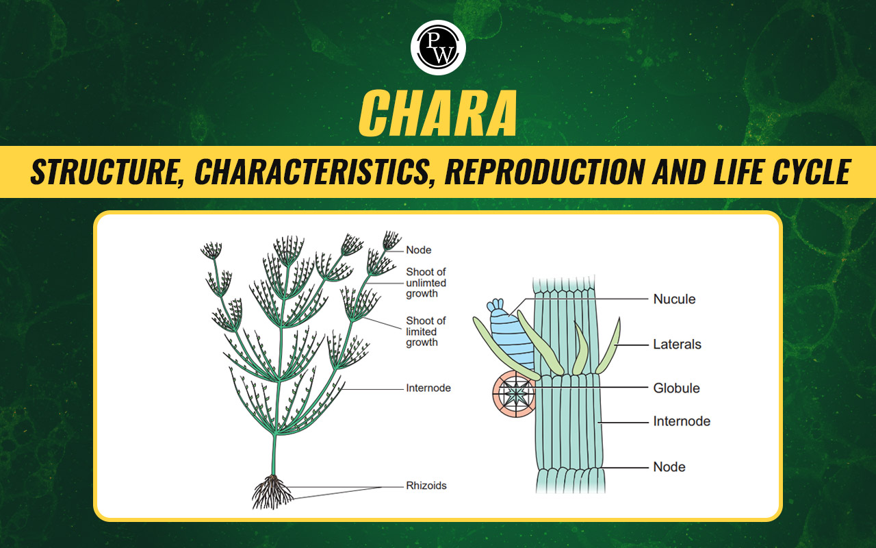 Chara