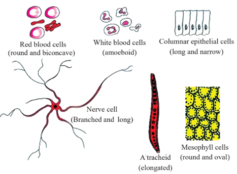 different shapes of the cells