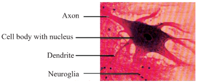 Neural tissue Diagram