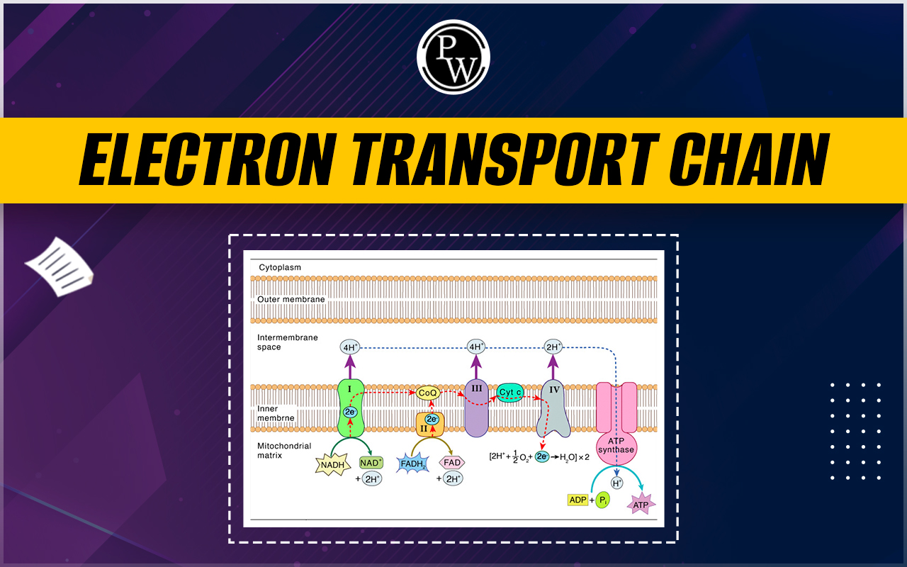 Electron Transport Chain