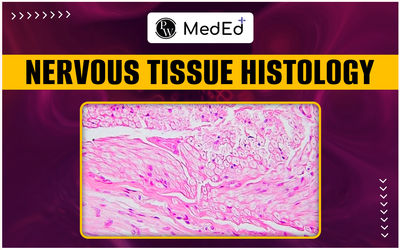 Nervous Tissue Histology, Neurons, Nerves and Ganglia