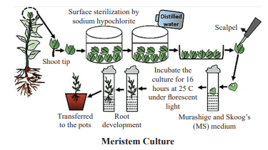 Meristem Culture