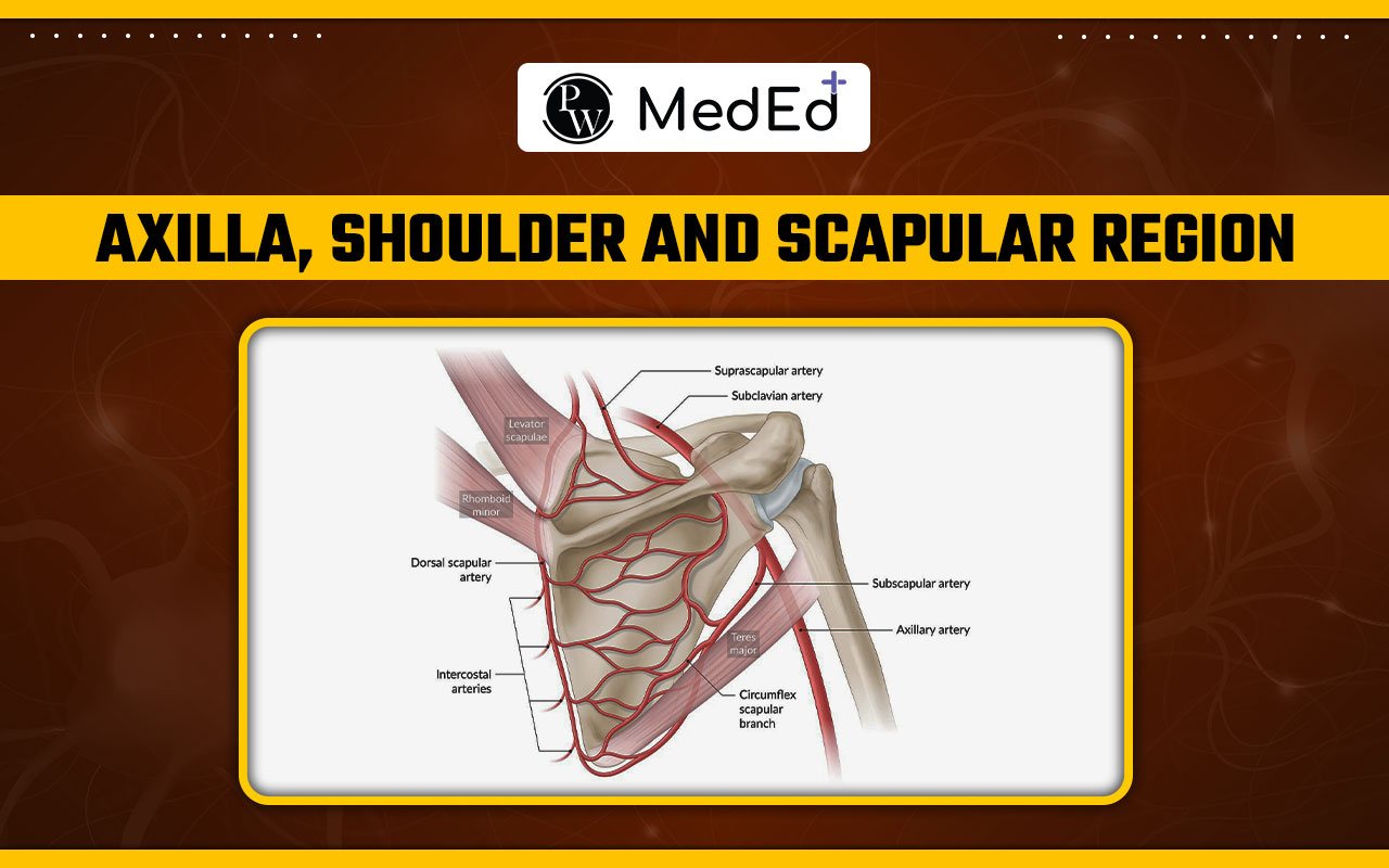 Axilla, Shoulder and Scapular region, Anatomy, contents and borders