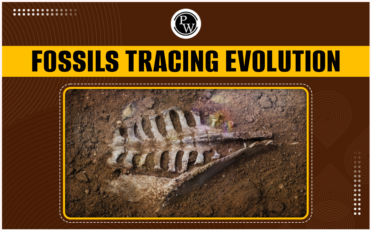 Fossils Tracing Evolution