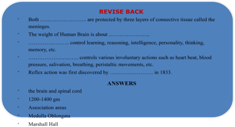 Nervous System In Human