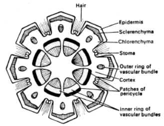 Characteristics Of Xerophytes