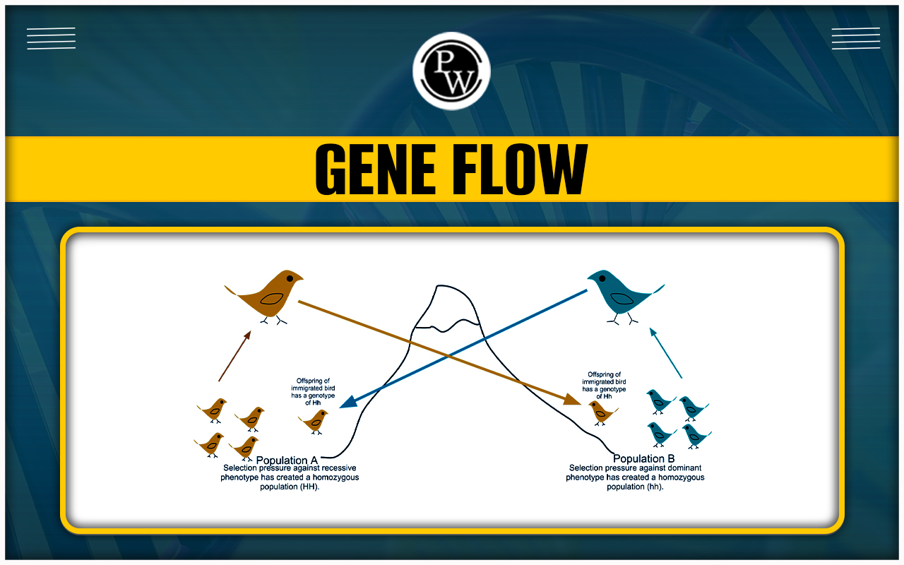 Gene Flow