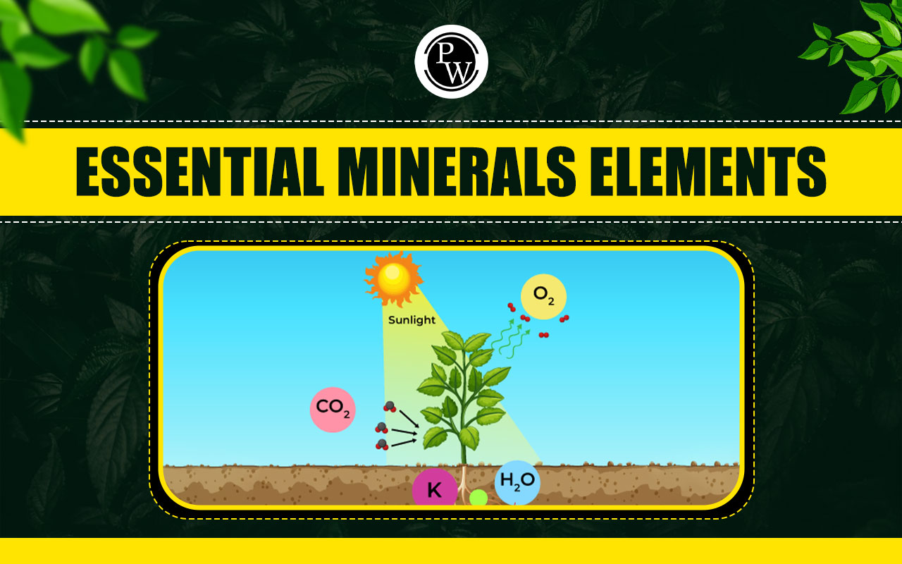 Essential Mineral Elements