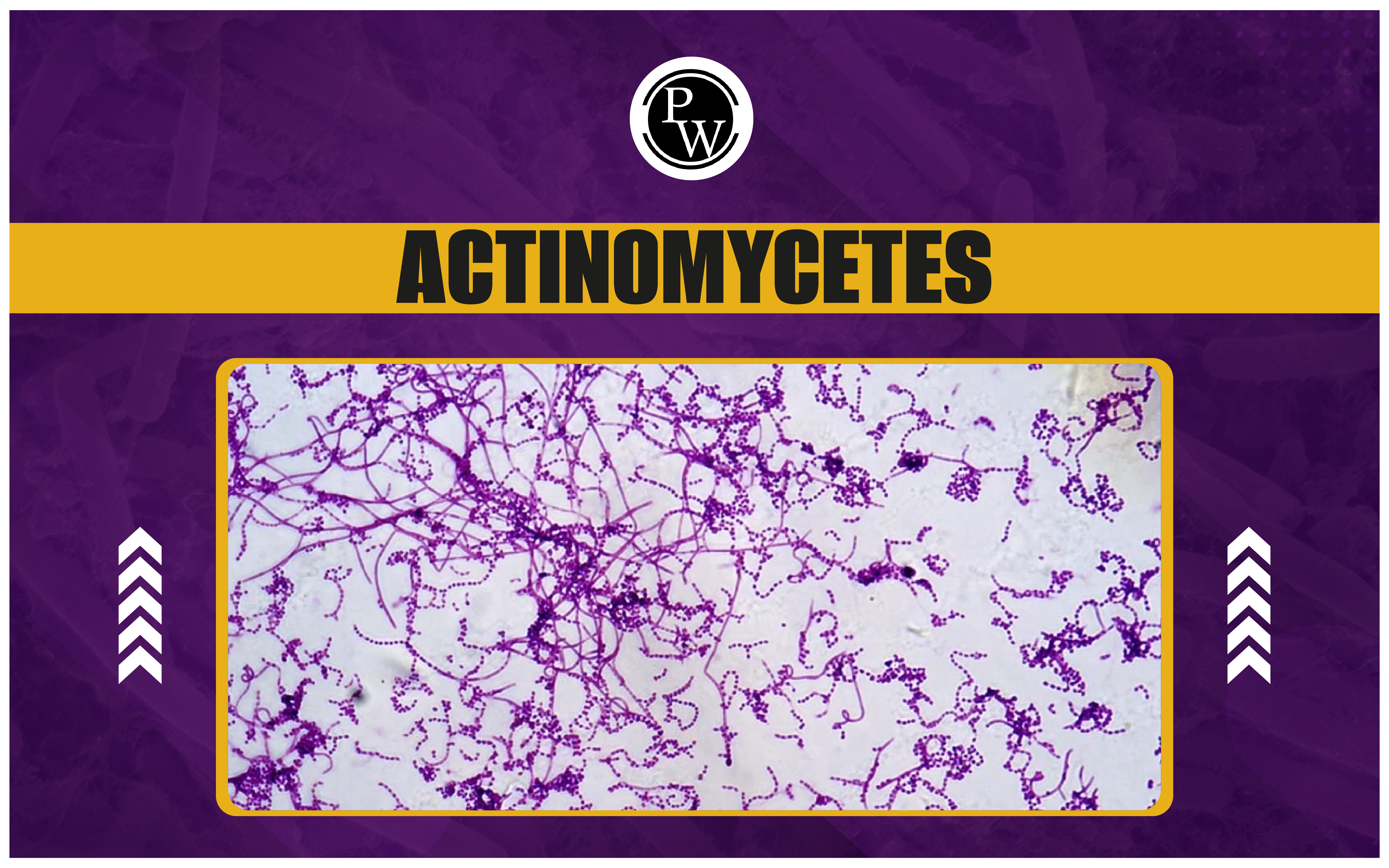 Actinomycetes