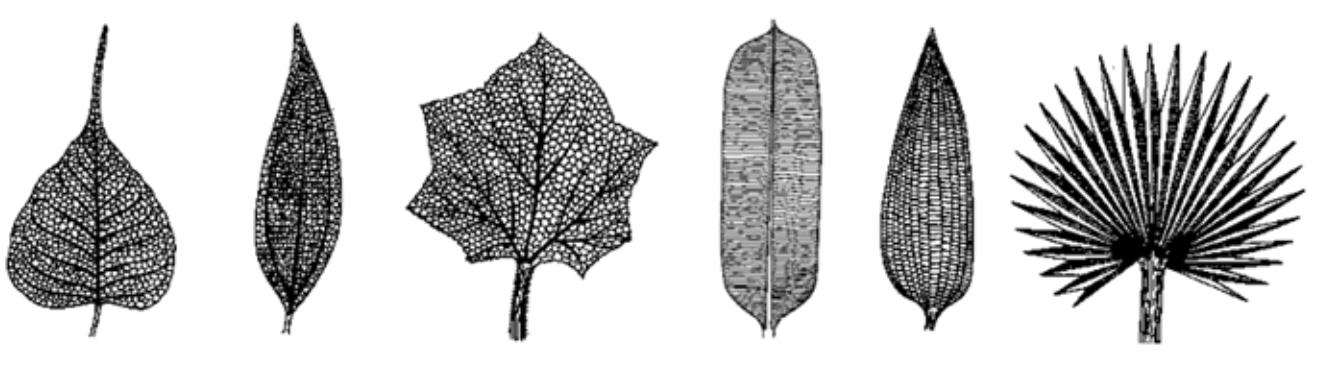 Phyllotaxy