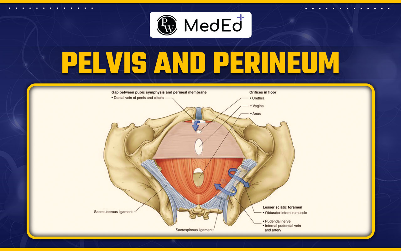 Pelvis and Perineum