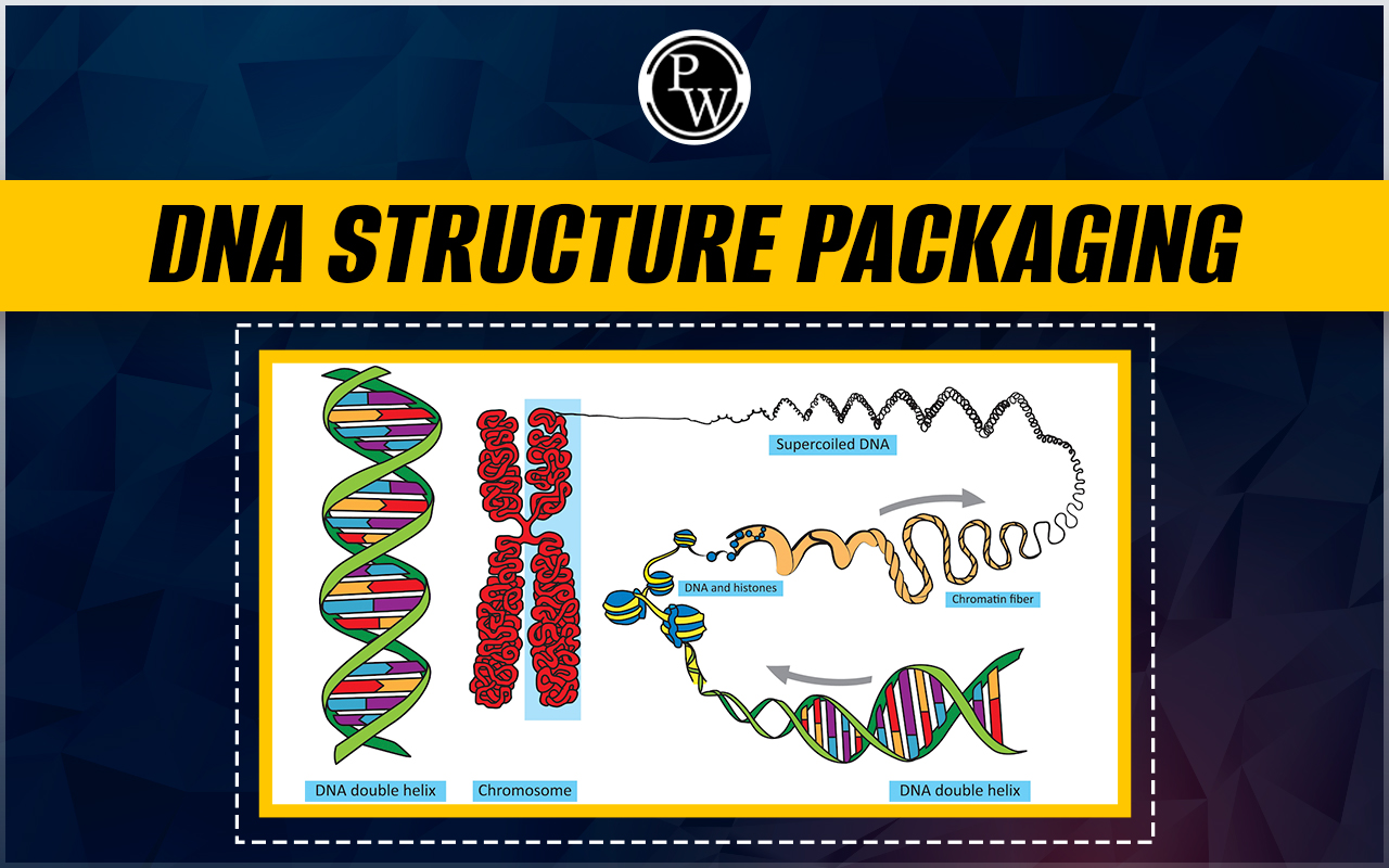 DNA Structure Packaging