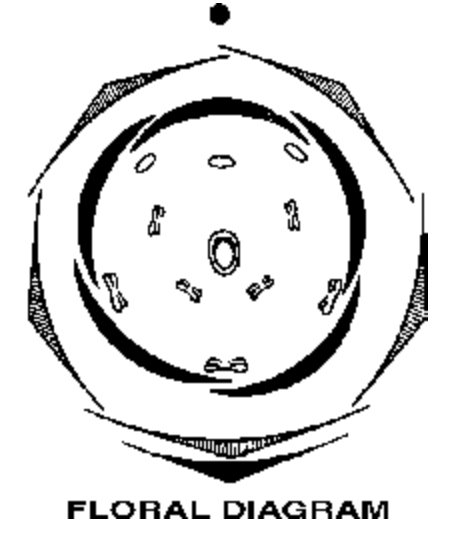 Caesalpiniaceae
