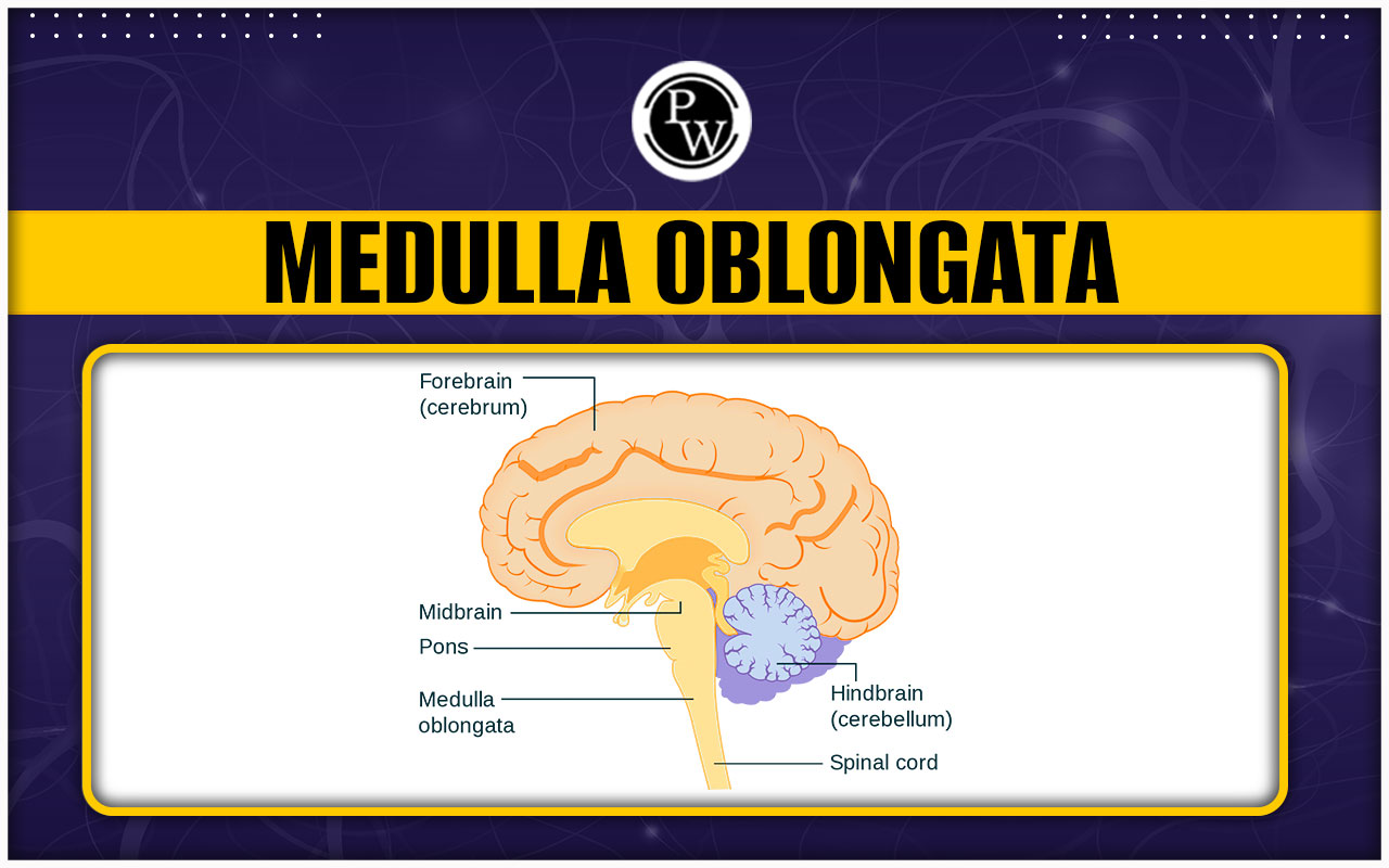 Medulla Oblongata