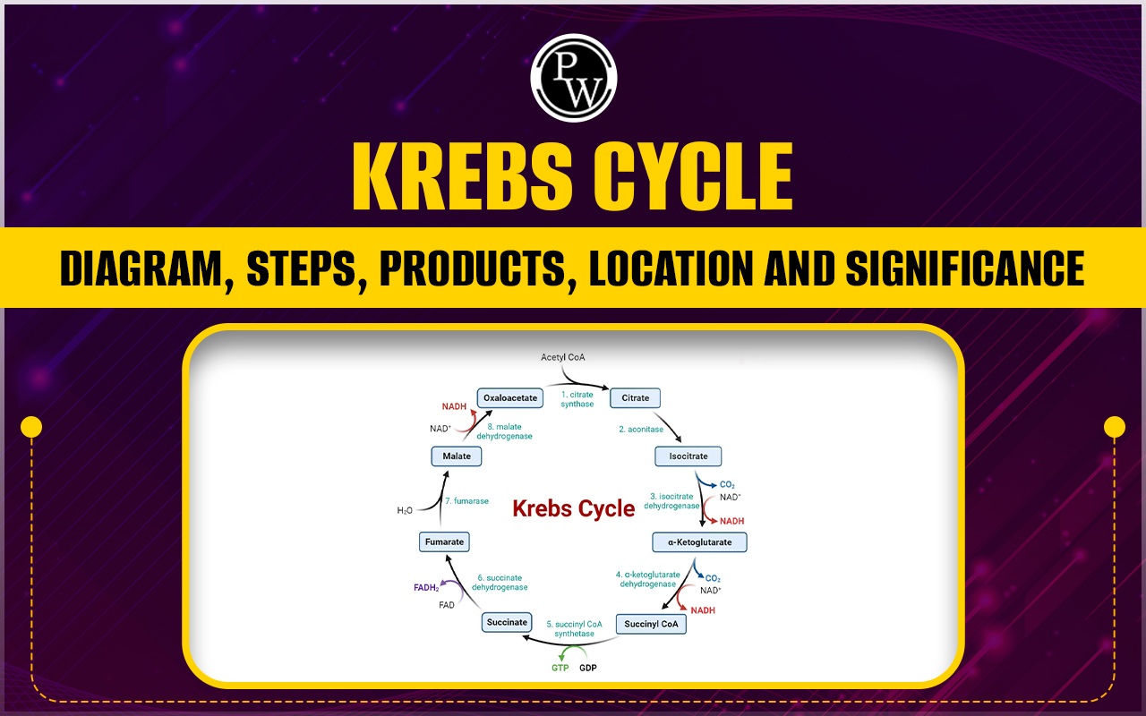 Krebs Cycle