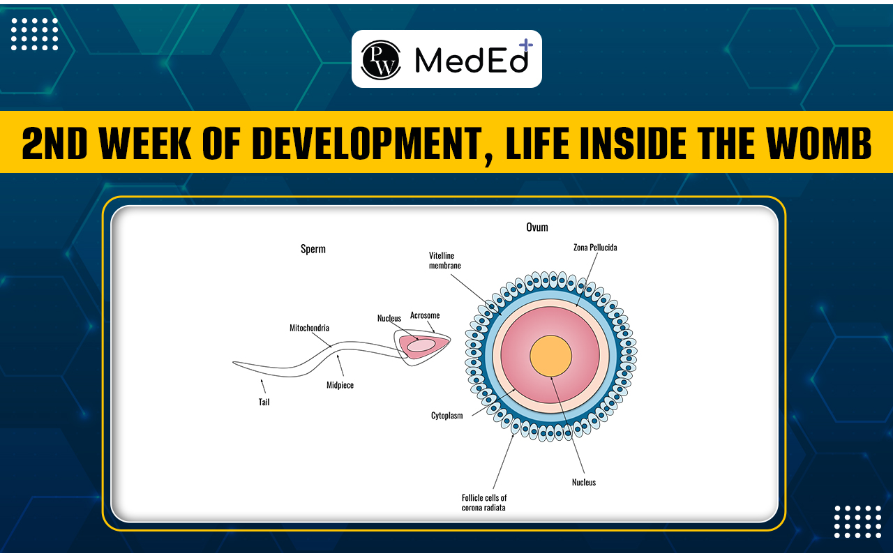 2nd Week of Development, Life Inside the Womb