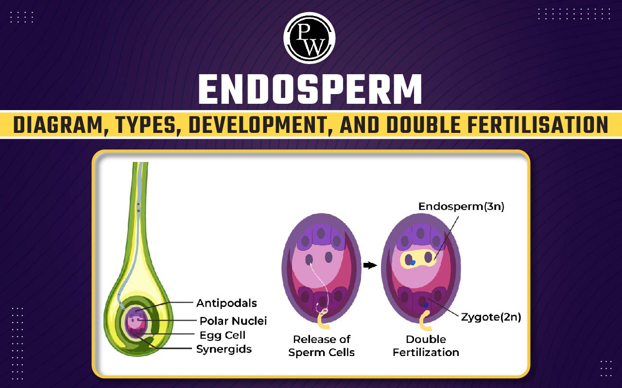 Endosperm