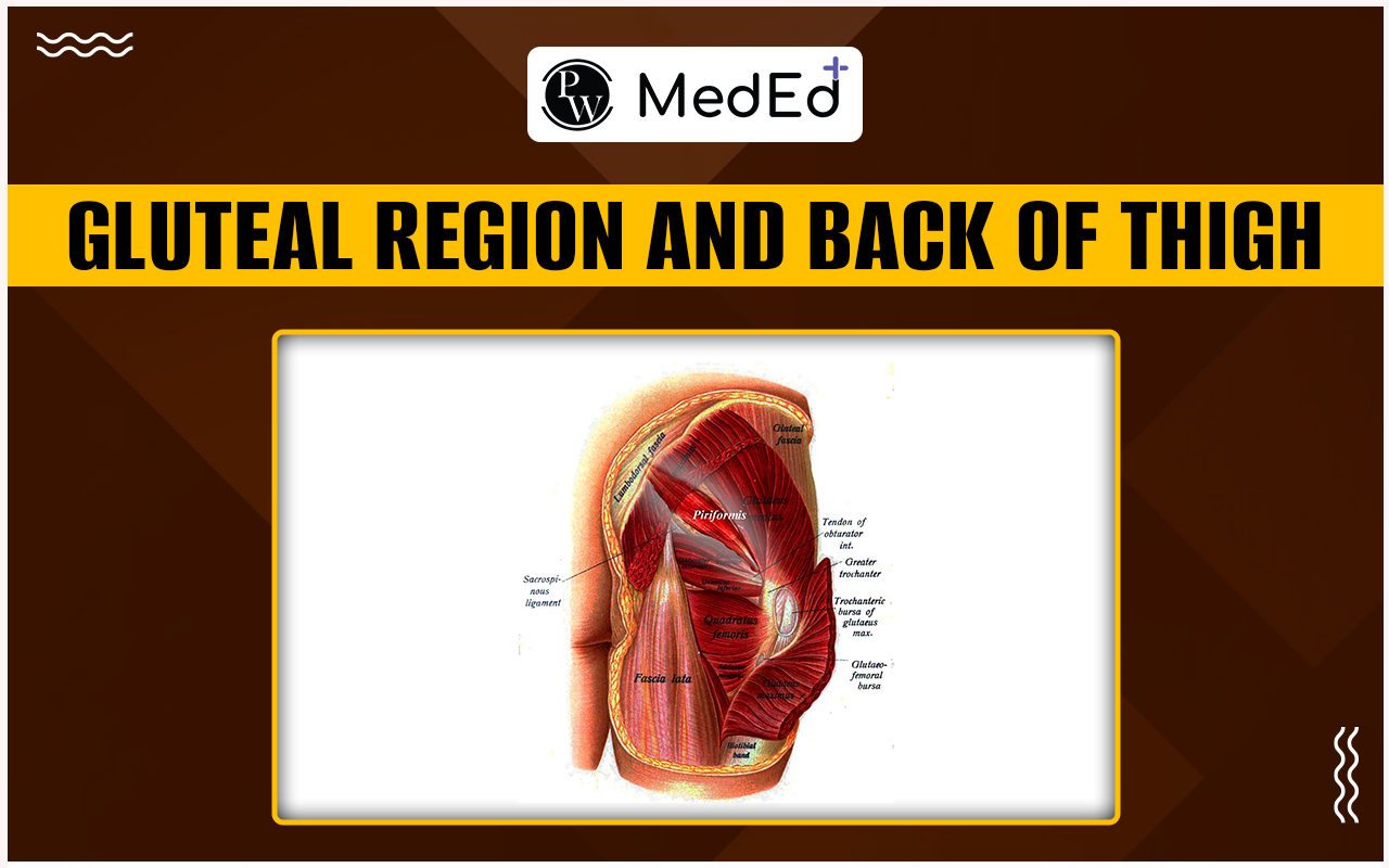 Gluteal region and Back of Thigh
