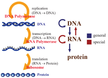 Central dogma diagram