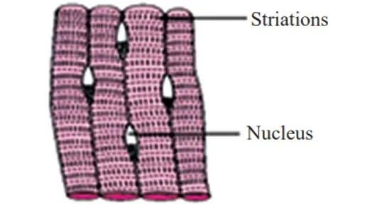 Skeletal Muscles 