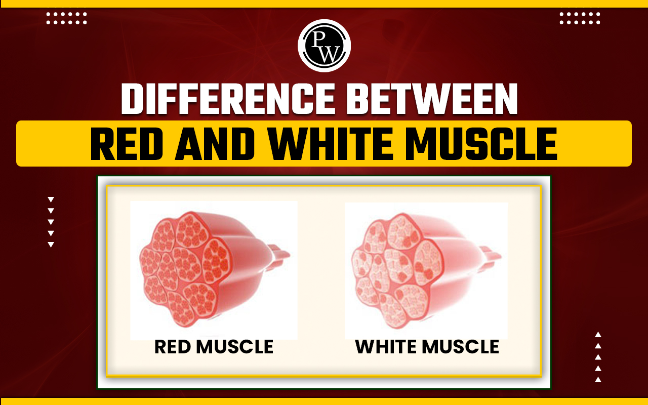 Difference Between Red and White Muscles
