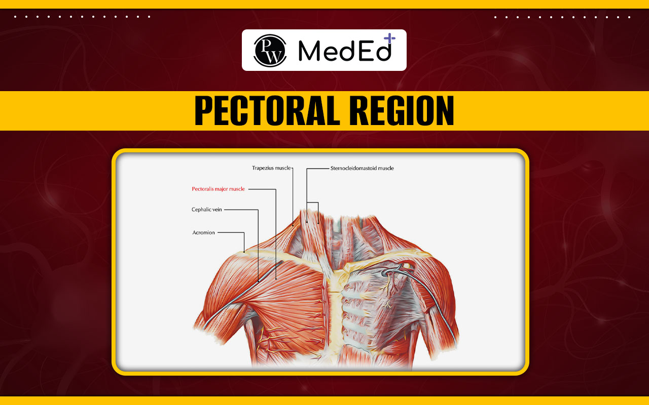 Muscles of Pectoral Region, Protecting your nerves