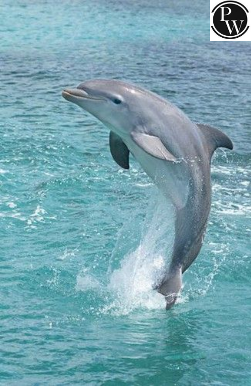 List of Water Animals Names
