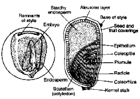 Embryo Formation (Embryogeny)