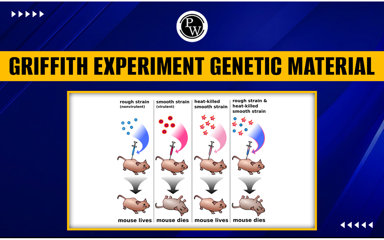 Griffith Experiment