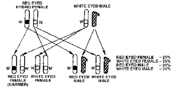 all females red eyed all males white eyed