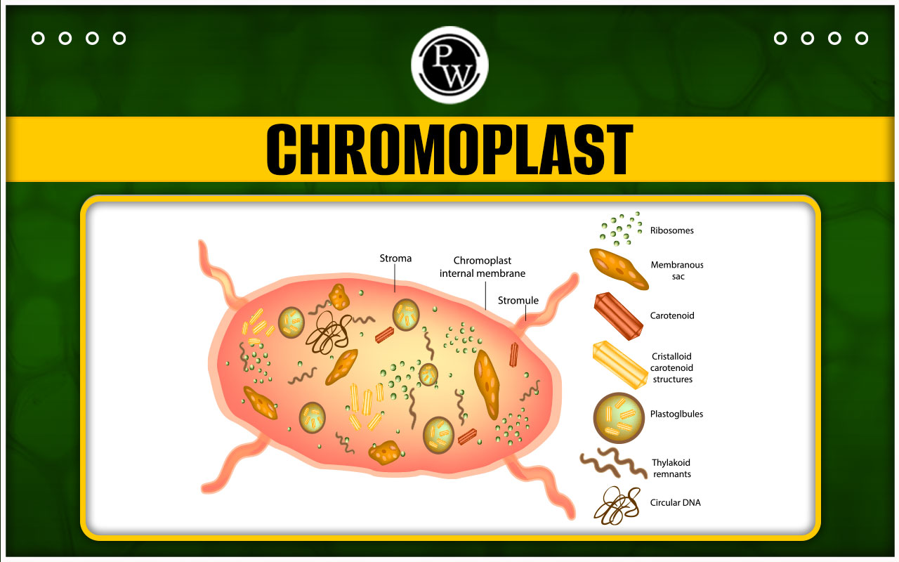 Chromoplast