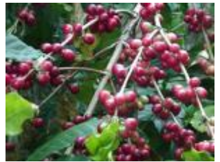Food Crops Other Than Grains