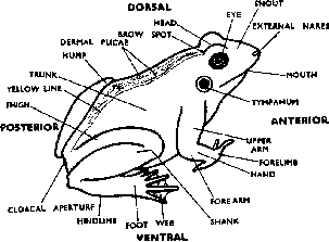 Frog Classification and Body Structure