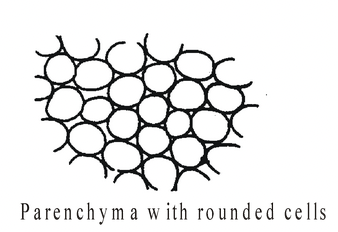 Complex Permanent Tissue