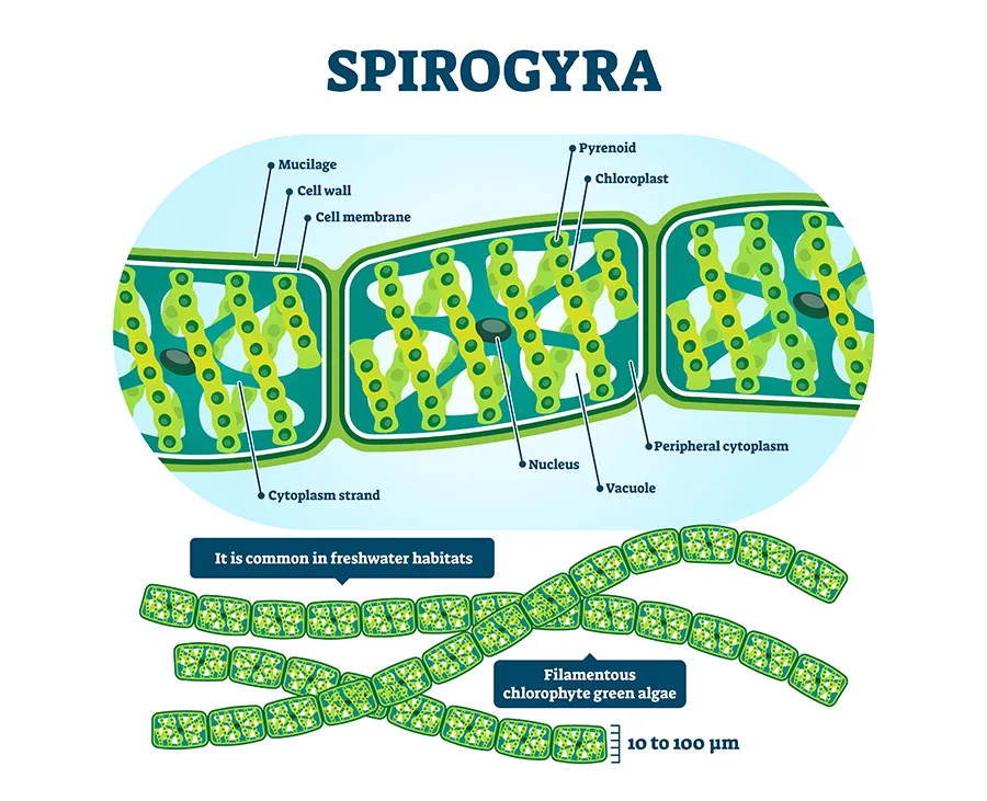 Spirogyra Diagram