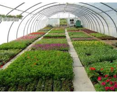 horticulture