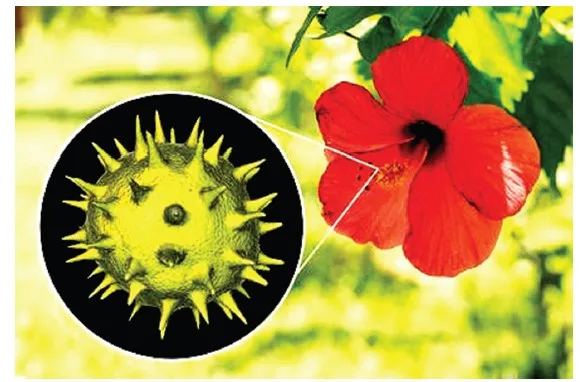 Pollen Grain