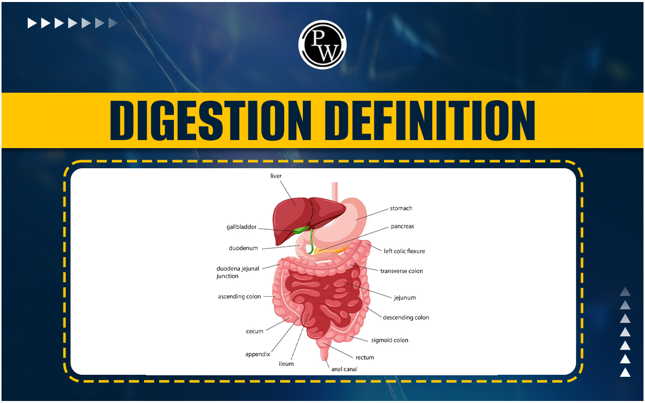 Digestion Definition And Human Digestive System