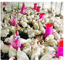 poultry farm