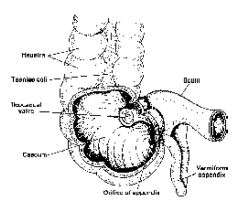 Digestive System of Human
