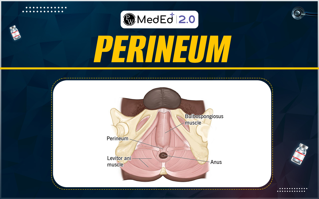Perineum Anatomy Function Conditions