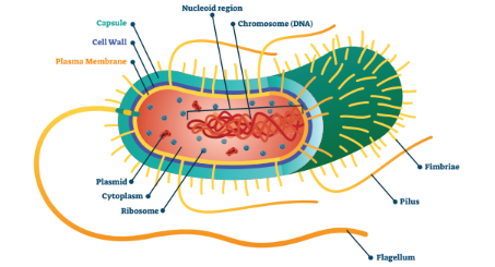 bacterial cell Diagram