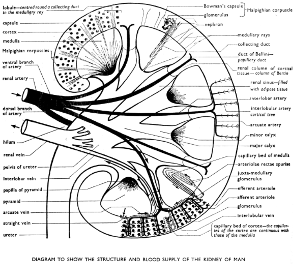 Excretory System In Mammals