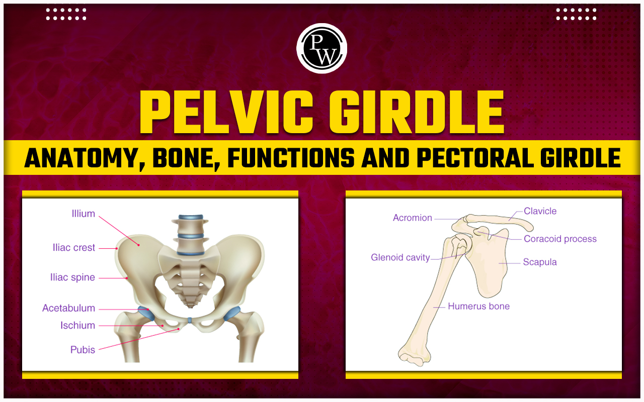 Pelvic Girdle